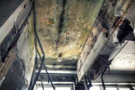 Professional Mold Removal in Yale, OK